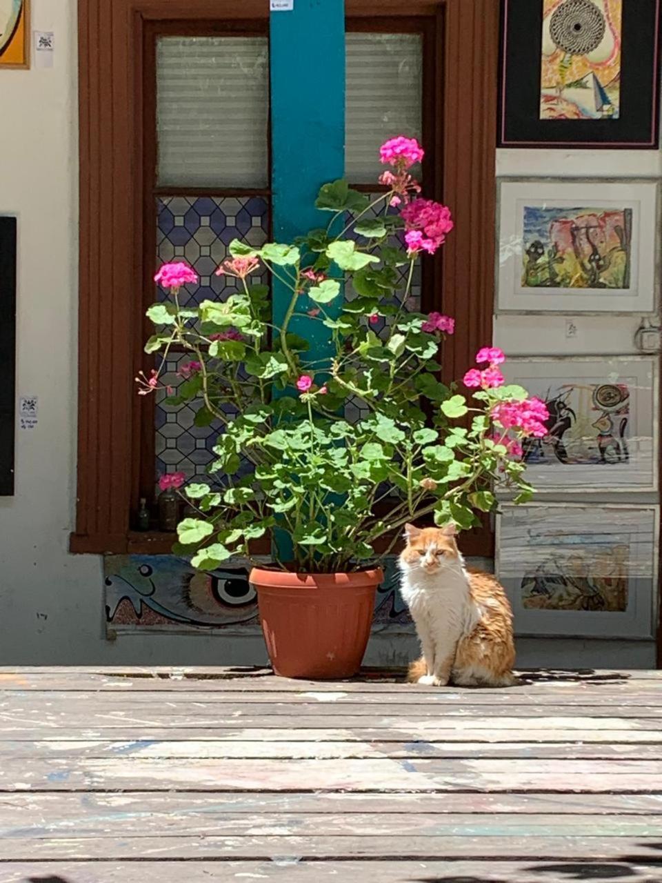 Art Hostel Casa Chaman ヴァルパライソ エクステリア 写真